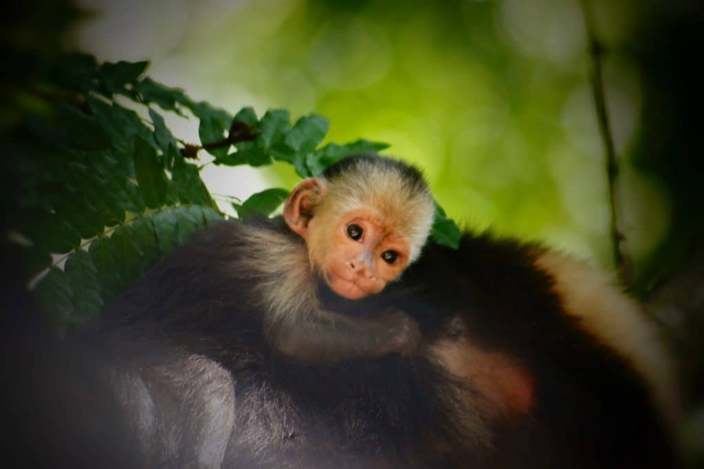 Baby-Capuchin-Gumbalimba-Park-Roatan