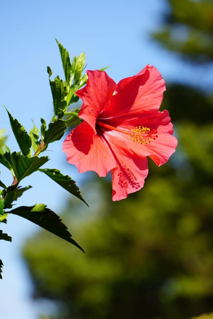 Hibiscus-flower-spring-roatan